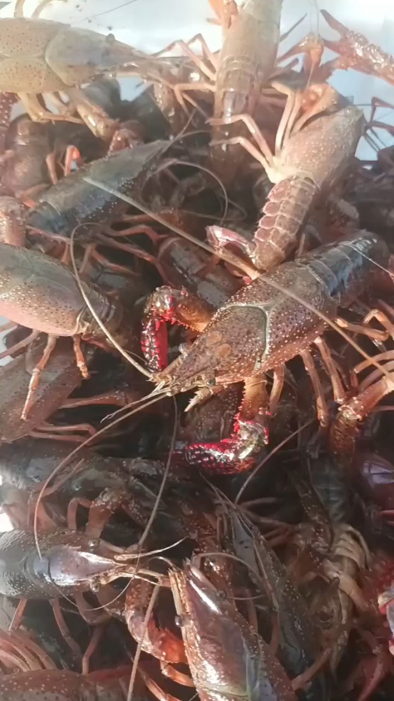 精品小龙虾