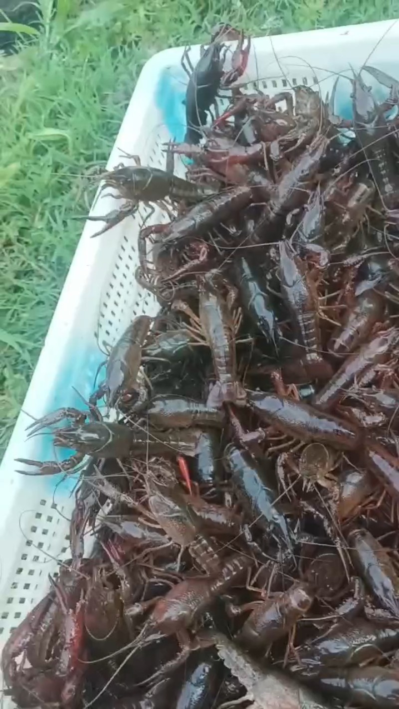 精品小龙虾