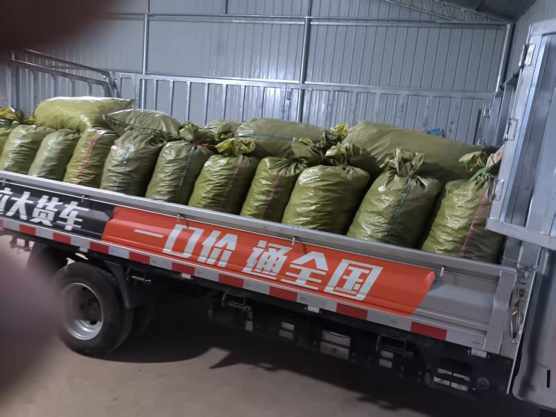 焦作温县生地黄苗，地黄栽培，大量供应产地直发欢迎来电