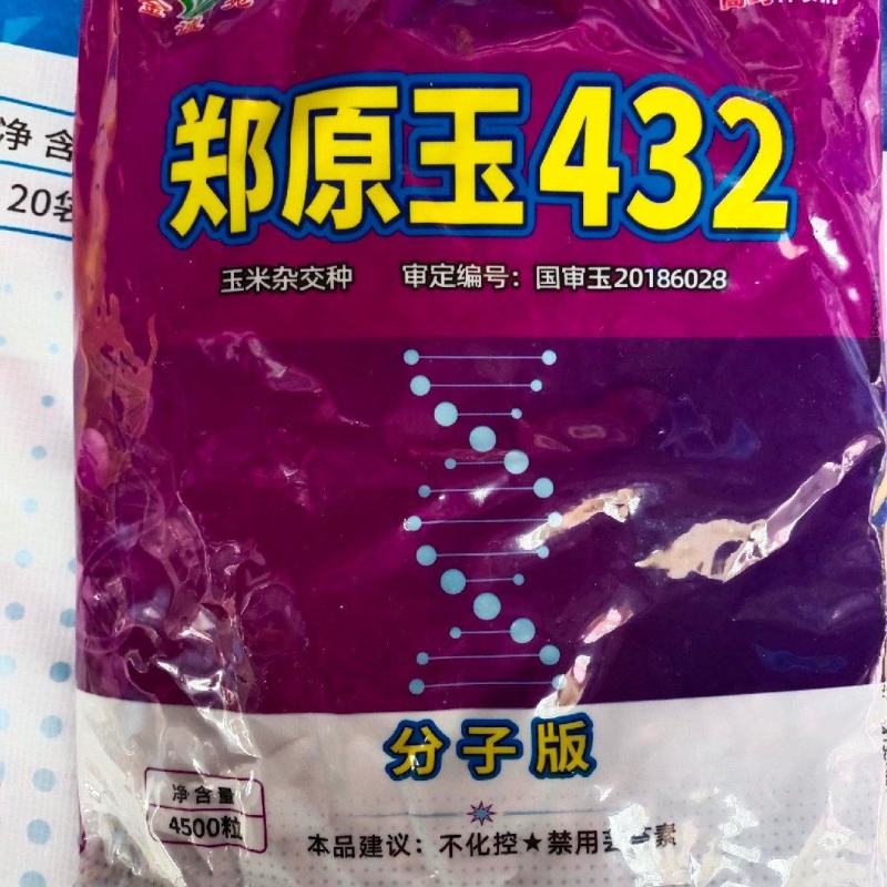 郑原玉432抗倒矮杆玉米高产玉米种子大田春夏播白轴杂交
