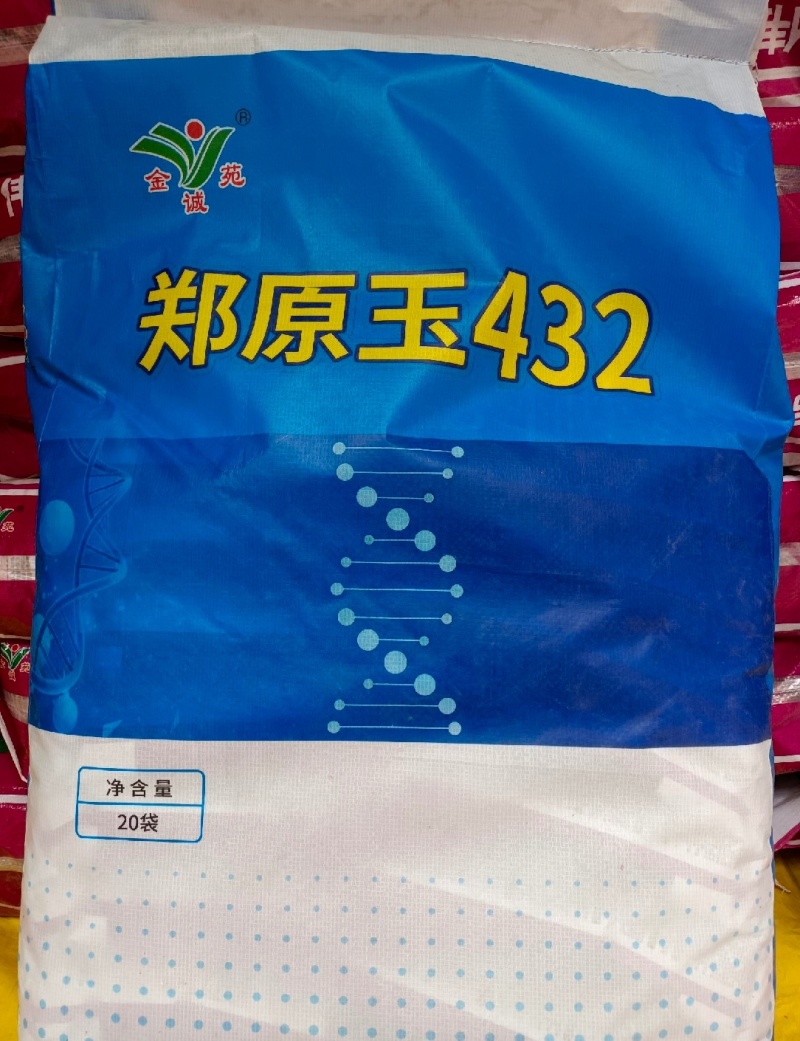郑原玉432抗倒矮杆玉米高产玉米种子大田春夏播白轴杂交