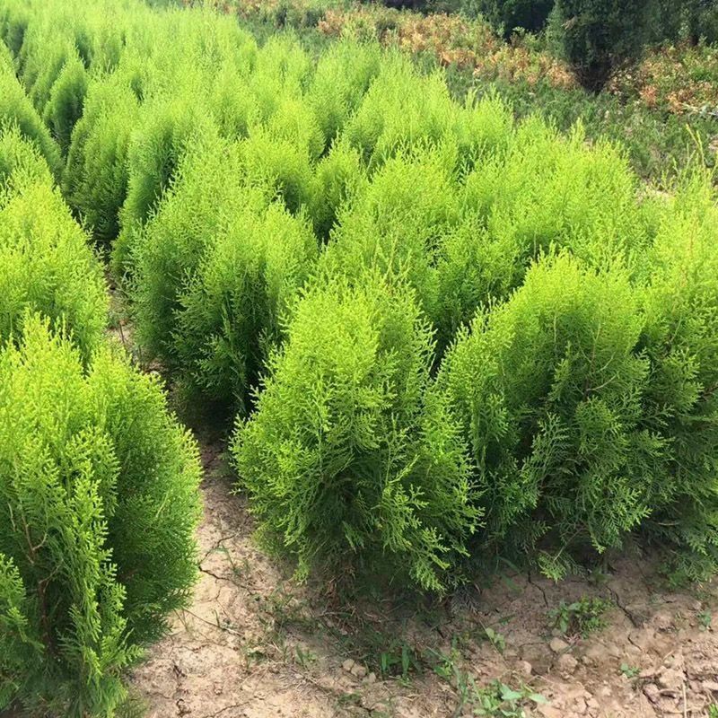 洒金柏苗洒金柏夏天金黄色园林庭院绿化风景树四季不落叶寒树