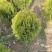 洒金柏苗洒金柏夏天金黄色园林庭院绿化风景树四季不落叶寒树