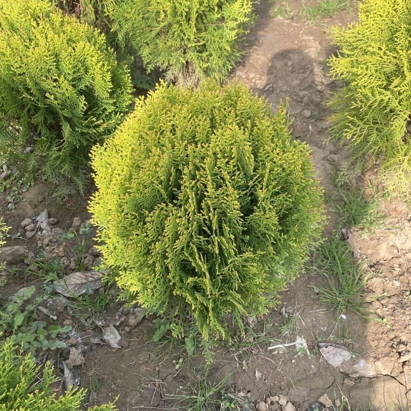 洒金柏苗洒金柏夏天金黄色园林庭院绿化风景树四季不落叶寒树