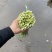 白帽蒜薹，湖北白帽蒜薹，产地直发，大量出货，诚信经营
