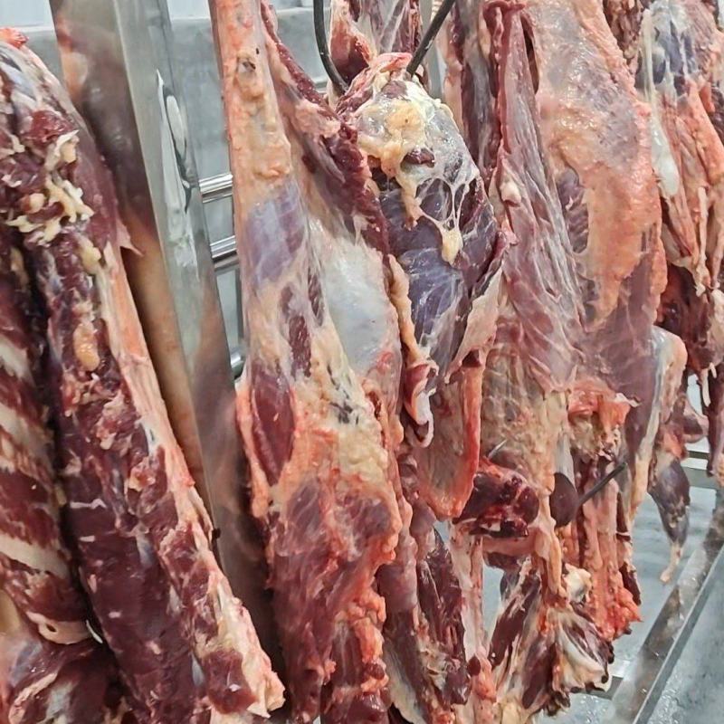 正宗土黄牛肉，黄毛高峰牛，货真价实，诚信经营