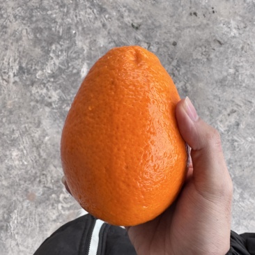 奉节正宗纽荷尔脐橙