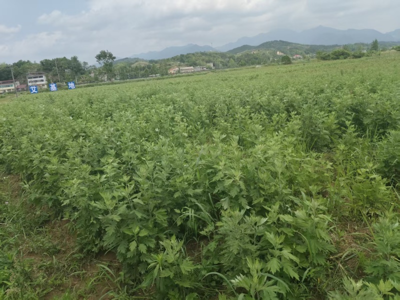 原生龩艾，自家种植晾晒，量大从优，秒发货！