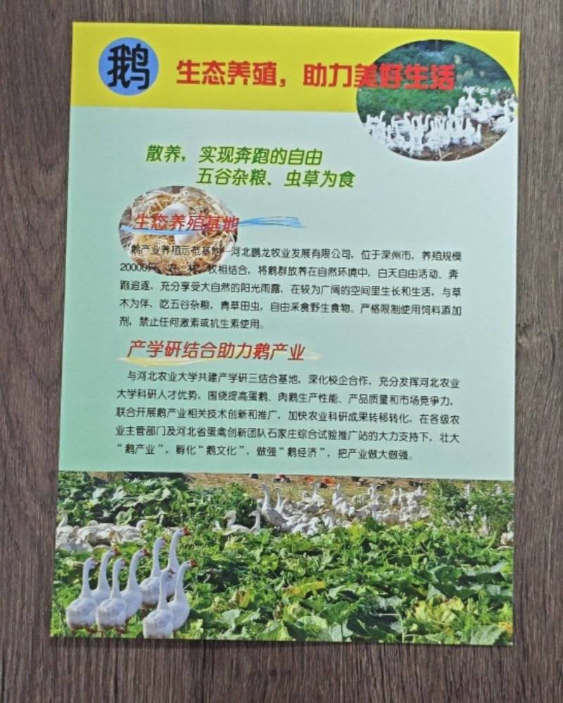 散养鹅蛋