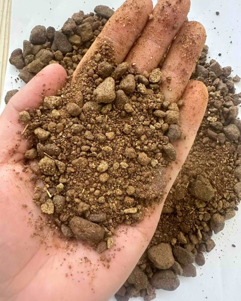 印度菜粕南通