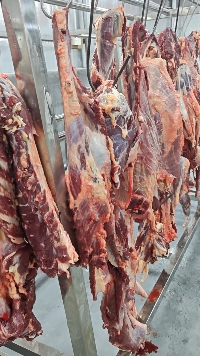 正宗土黄牛肉，黄毛高峰牛，货真价实，诚信经营
