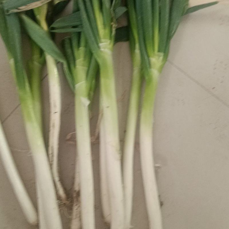 铁杆大葱