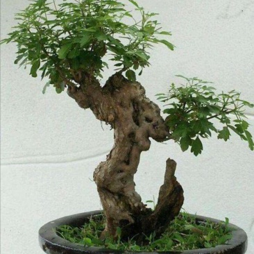 黄荆盆景老桩熟桩荆轲疙瘩绿植舍利室内阳台庭院提根四季可种