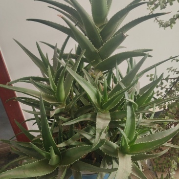 芦荟十