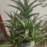 芦荟十