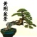 黄荆盆景老桩熟桩荆轲疙瘩绿植舍利室内阳台庭院提根四季可种