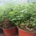 黄荆盆景老桩熟桩荆轲疙瘩绿植舍利室内阳台庭院提根四季可种
