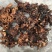 黄荆盆景老桩熟桩荆轲疙瘩绿植舍利室内阳台庭院提根四季可种