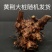 黄荆盆景老桩熟桩荆轲疙瘩绿植舍利室内阳台庭院提根四季可种
