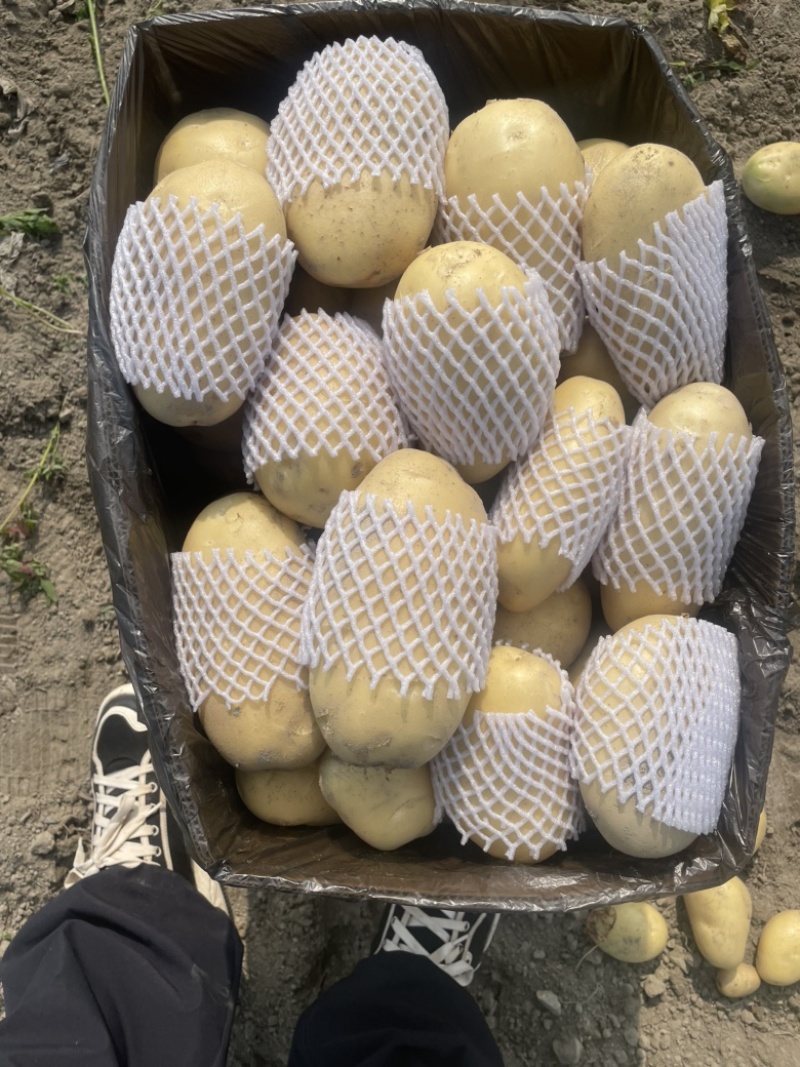 云南盈江优质白心黄心土豆