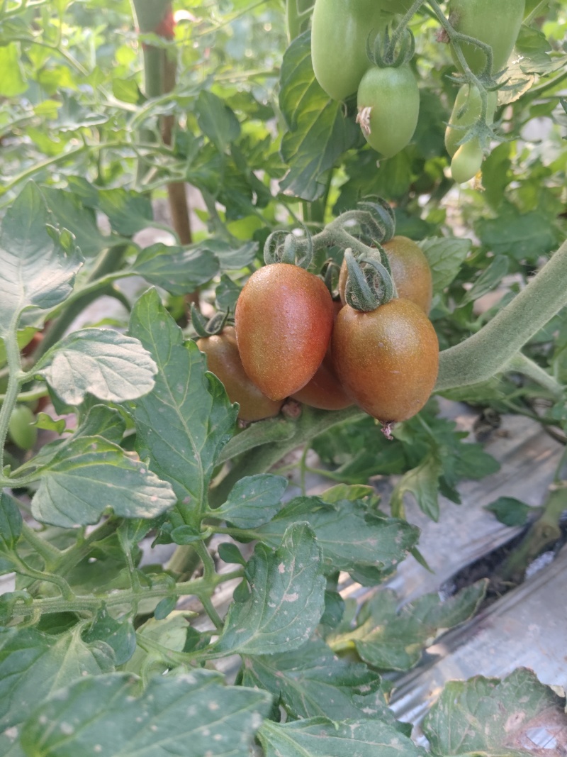 五彩小番茄