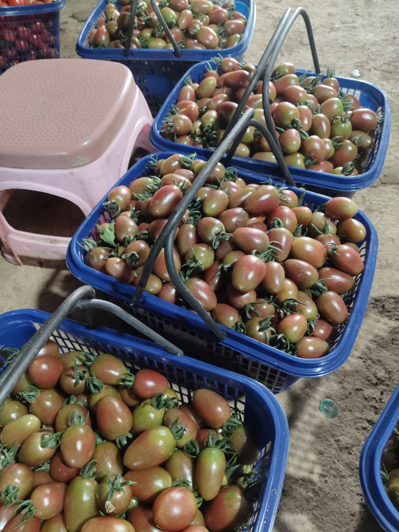 五彩小番茄