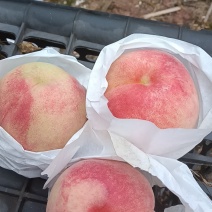 胭脂脆桃