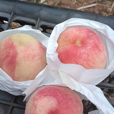 胭脂脆桃