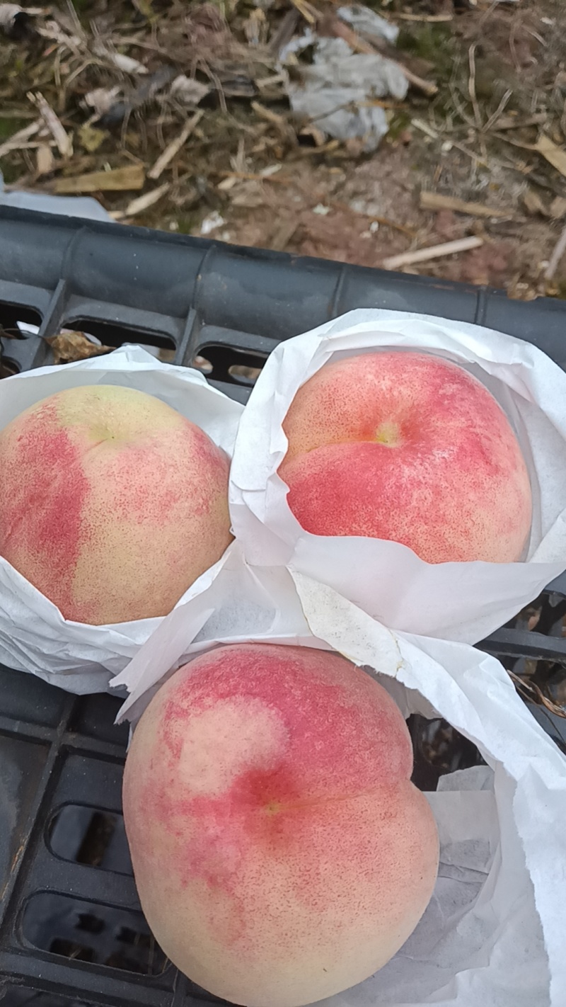 胭脂脆桃
