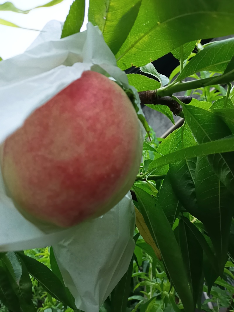 胭脂脆桃