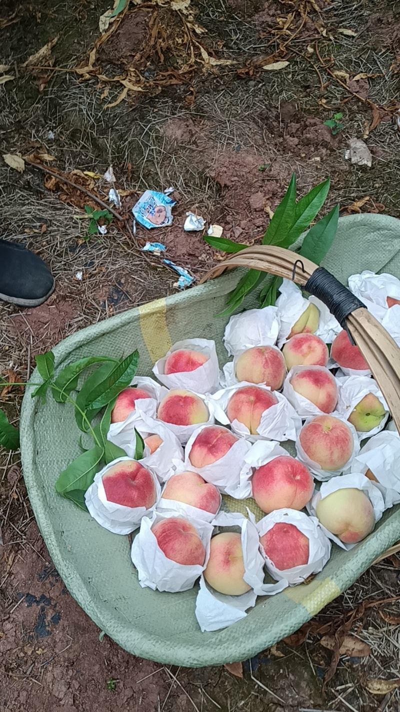 胭脂脆桃