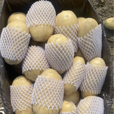 云南盈江优质白心黄心土豆