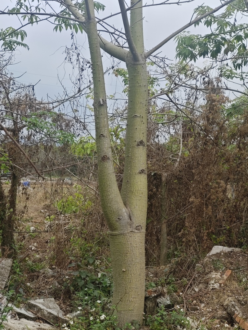 美丽异木棉树