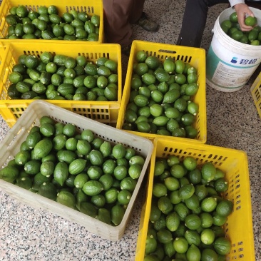 香水柠檬