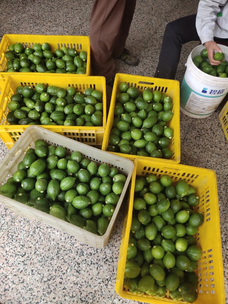 香水柠檬