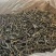 自家600多株茶树无科技狠活余茶批发