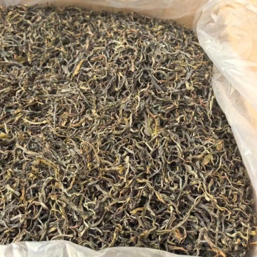 自家600多株茶树无科技狠活余茶批发