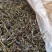 自家600多株茶树无科技狠活余茶批发