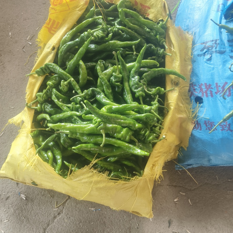 精品螺丝椒