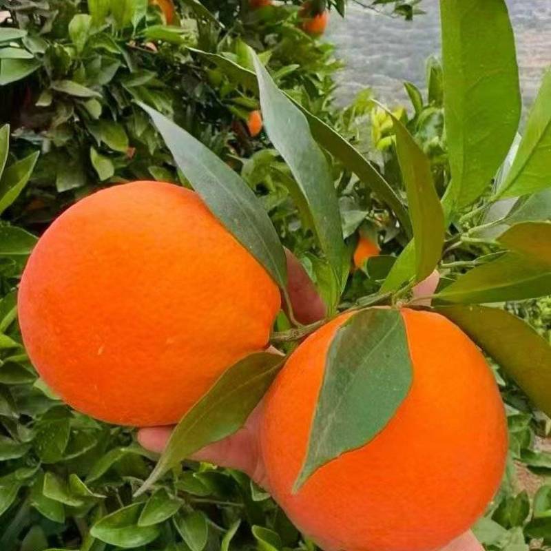 正宗奉节脐橙长江边上的民甜