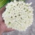 蒜薹四川汉源白帽蒜苔大量上市产地直发一手货源