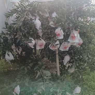 最次的耙耙柑