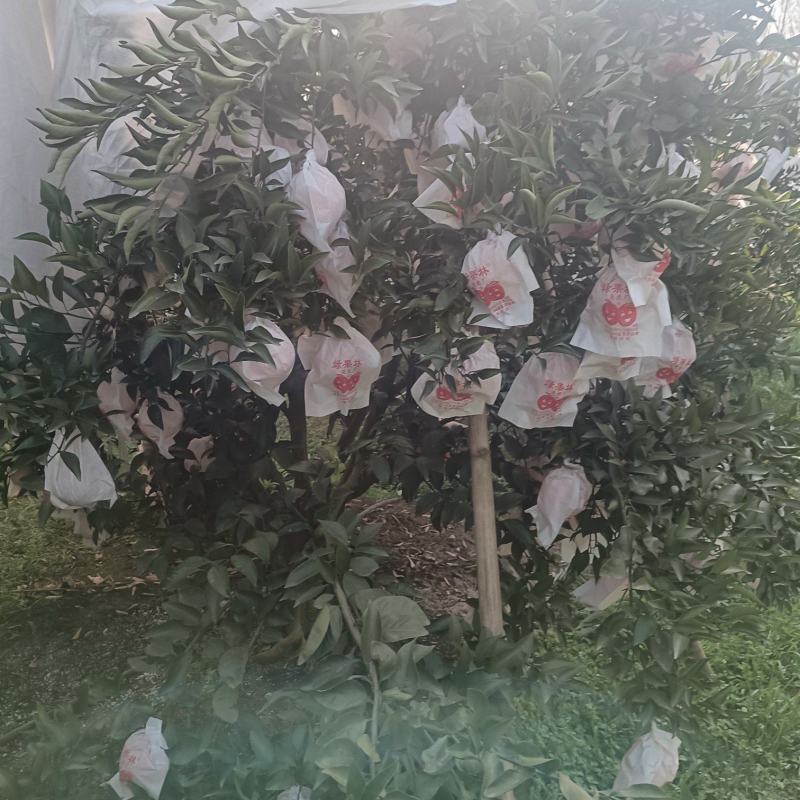 最次的耙耙柑