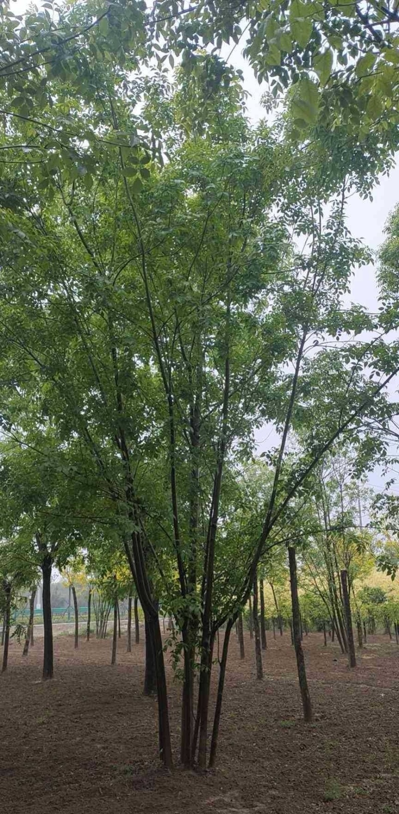 丛生白蜡大量出售！规格齐全！欢迎选购！