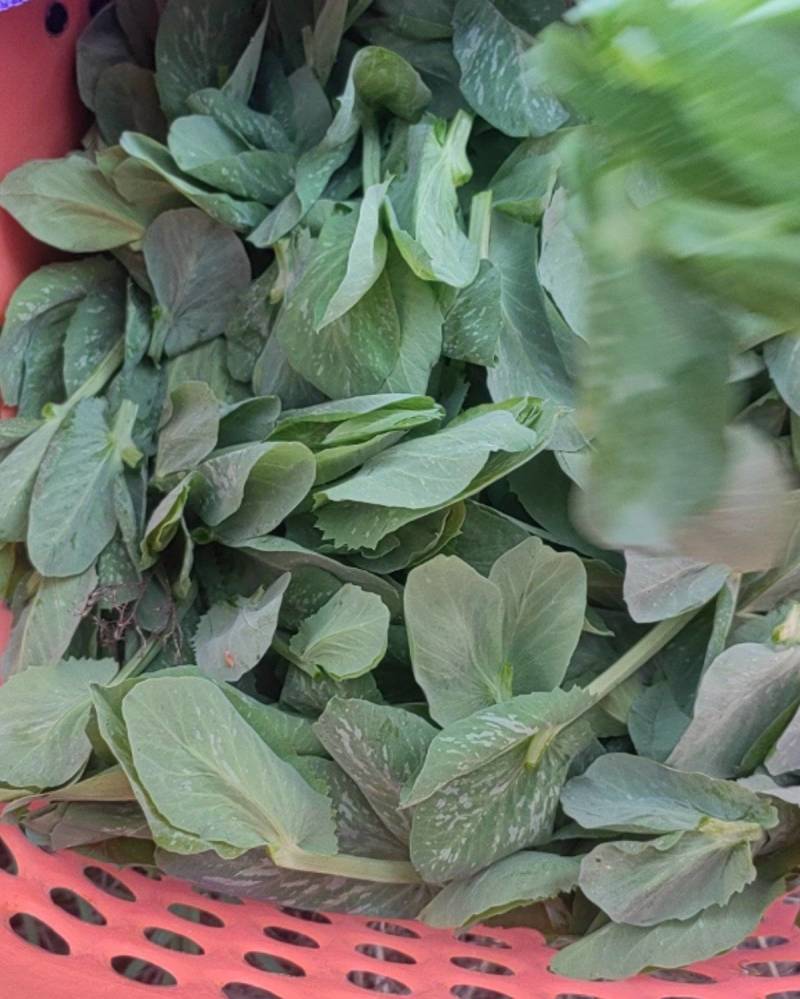 豌豆尖批发