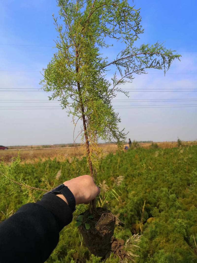 独杆柽柳！大量现货！规格齐全！