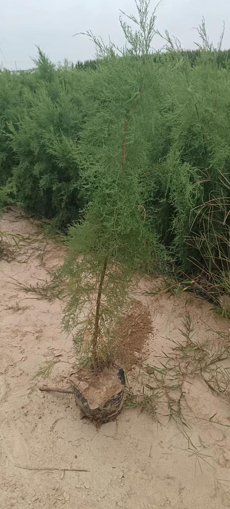 独杆柽柳！大量现货！规格齐全！