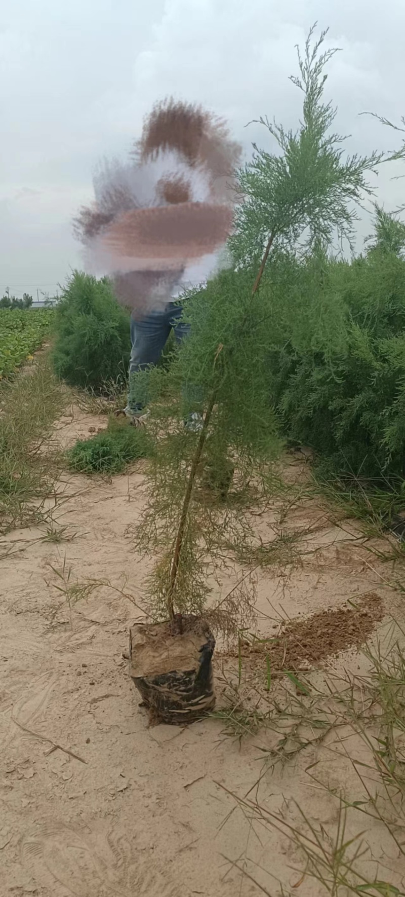 独杆柽柳！大量现货！规格齐全！