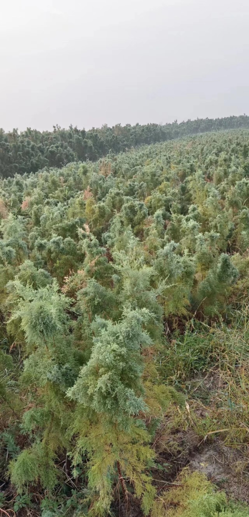 独杆柽柳！大量现货！规格齐全！