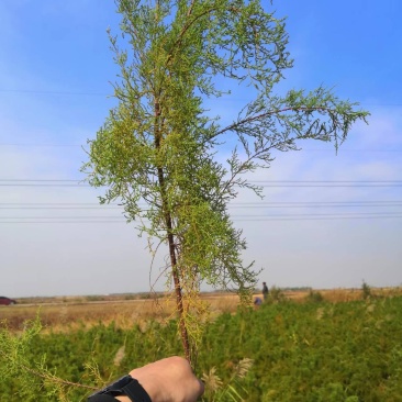独杆柽柳！大量现货！规格齐全！